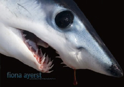 a baby mako caught and snapplingly unhappy- I am happy to... by Fiona Ayerst 
